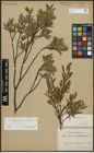 Foto von Salix arbuscula L.